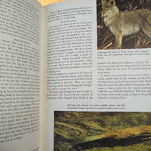 Load image into Gallery viewer, Walt Disney&#39;s Worlds Of Nature Vintage Animals Golden Press Book 1962 Hardcover
