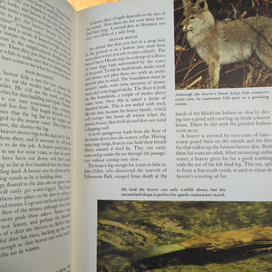 Walt Disney's Worlds Of Nature Vintage Animals Golden Press Book 1962 Hardcover