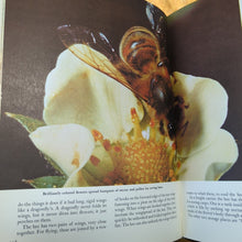 Load image into Gallery viewer, Walt Disney&#39;s Worlds Of Nature Vintage Animals Golden Press Book 1962 Hardcover
