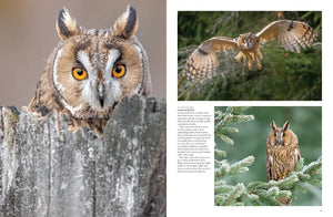 Birds of Prey Owls Eagle Nature Photos Pictures Photography Coffee Table Book