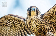Load image into Gallery viewer, Birds of Prey Owls Eagle Nature Photos Pictures Photography Coffee Table Book
