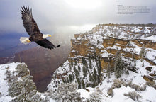 Load image into Gallery viewer, Birds of Prey Owls Eagle Nature Photos Pictures Photography Coffee Table Book
