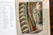 Load image into Gallery viewer, The Atlas of Human Vintage Anatomy Medical Book Vol. III 3 Part II 2 Sobotta
