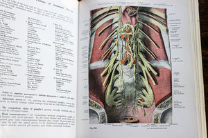 The Atlas of Human Vintage Anatomy Medical Book Vol. III 3 Part II 2 Sobotta