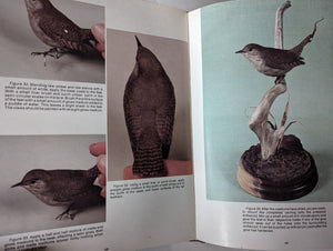 Songbird Bird Wood Hand Carving Carved Guide Book Art Vintage by Rosalyn Daisey