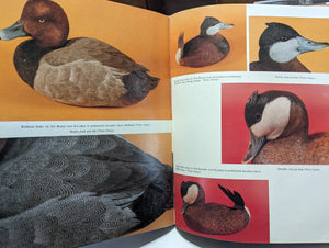 Ward World Championship Bird Wildfowl Wood Hand Carving Guide Book Art Vintage